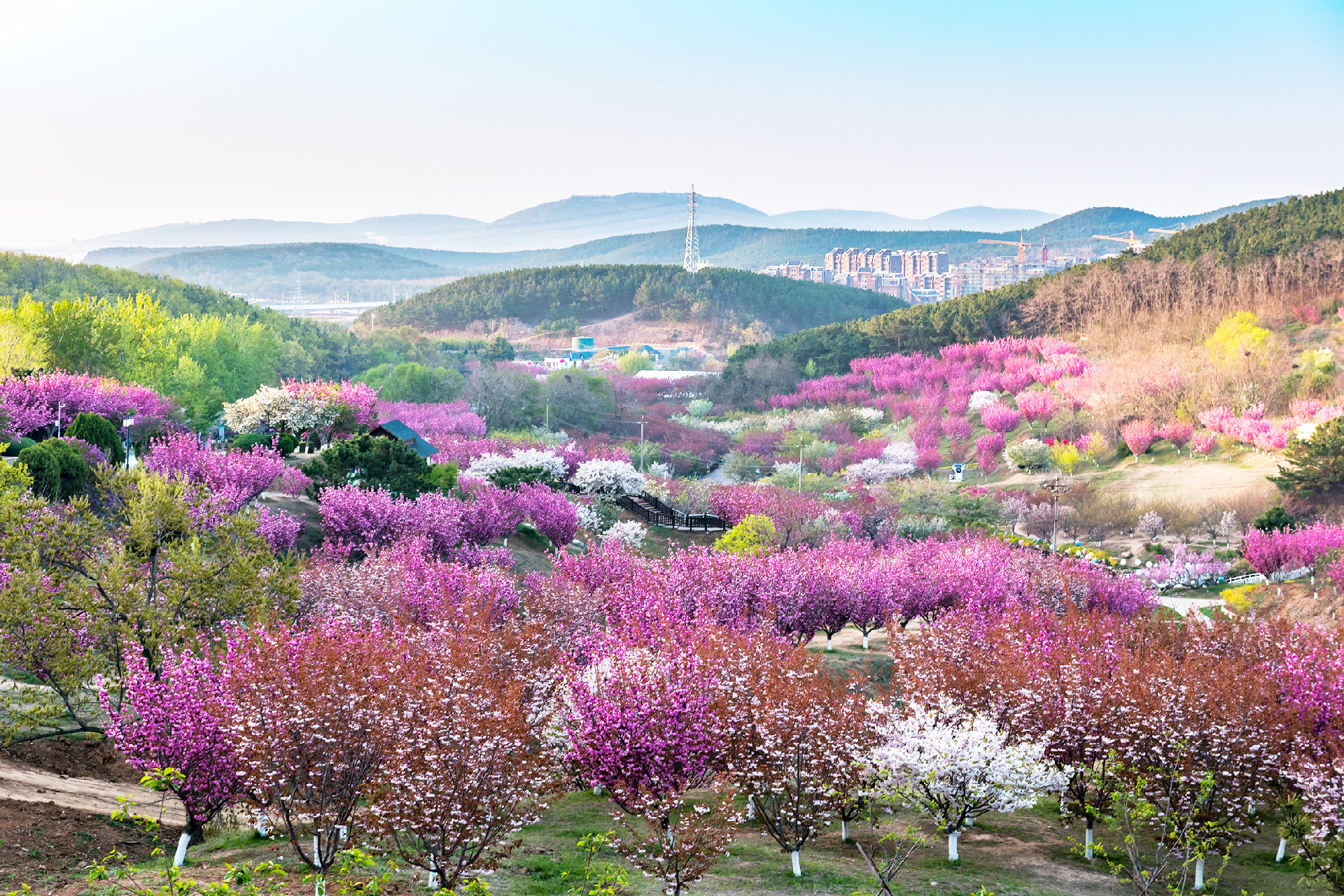 旅顺樱花园-01.jpg
